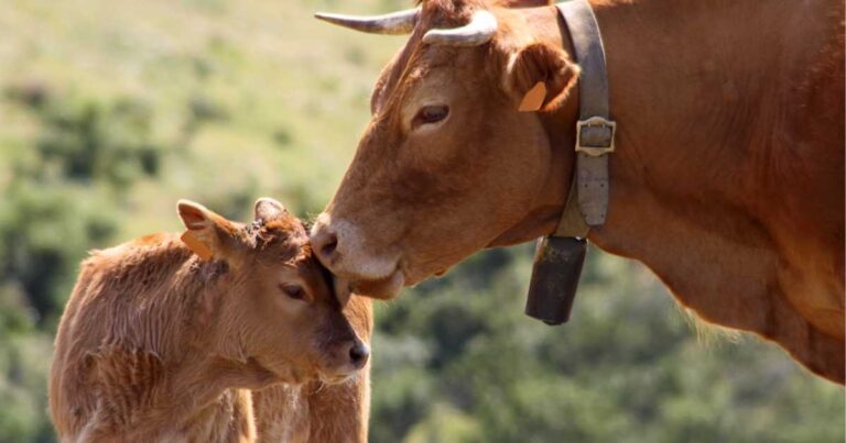 Brown mother cow licking her calf on the head