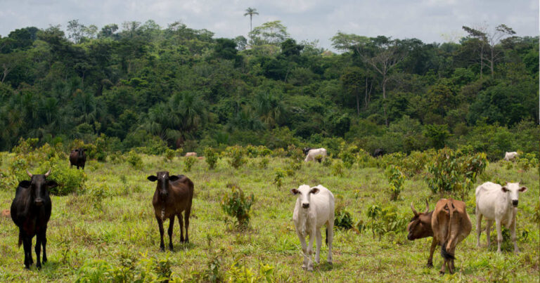 Cattle grazing on a pasture cleared by deforestation of the Amazon rainforest for meat production