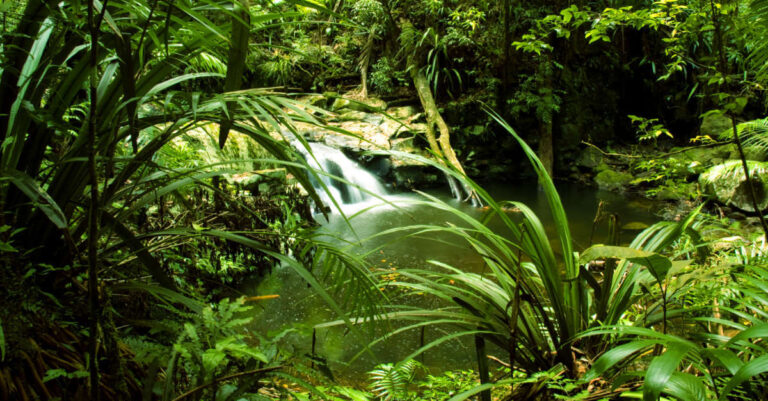 Small waterfall running through a lush tropical rainforest covered with trees and plants