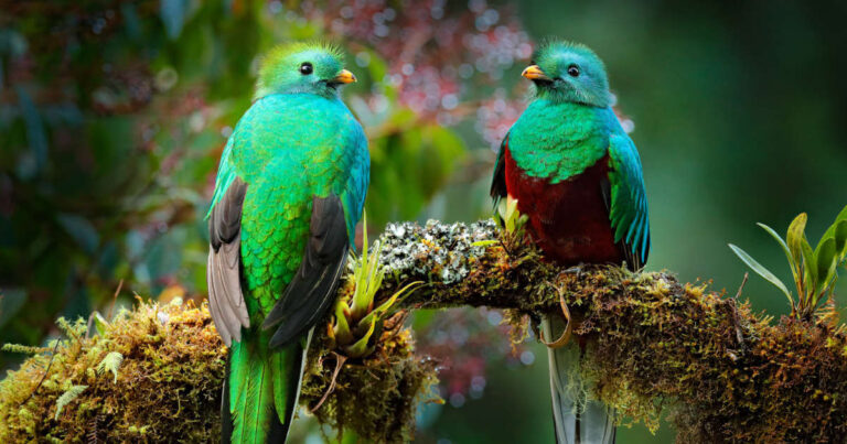 Two Quetzal birds with bright green feathers sitting on a branch in a rainforest in Costa Rica