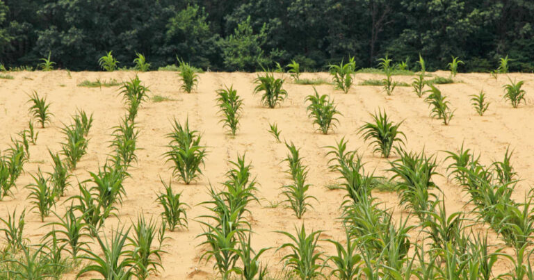 Corn crops growing on agricultural land affected by desertification due to soil degradation and climate change