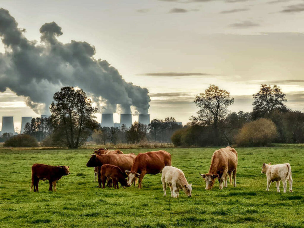 Cows and their calves grazing on a pasture with an industrial zone emitting greenhouse gases in the background