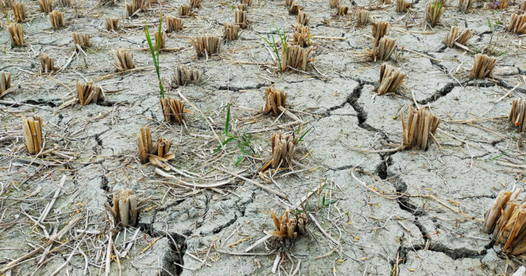 Harvested monoculture crops on degraded soil due to agricultural land use