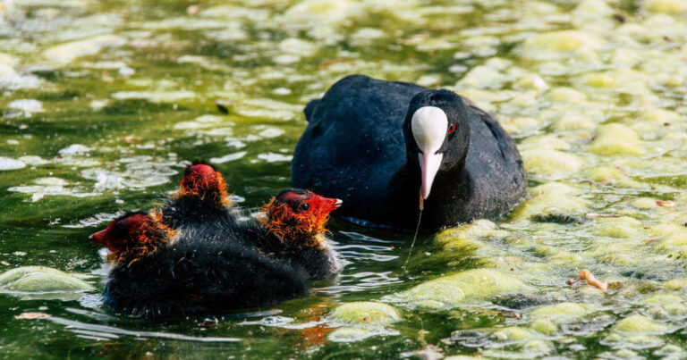 Black mother coot with three ducklings swimming in polluted and eutrophic water covered in algae