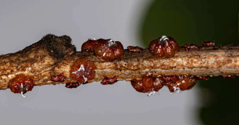 Lac bugs on a branch secreting shellac, a shiny resin used for food coating